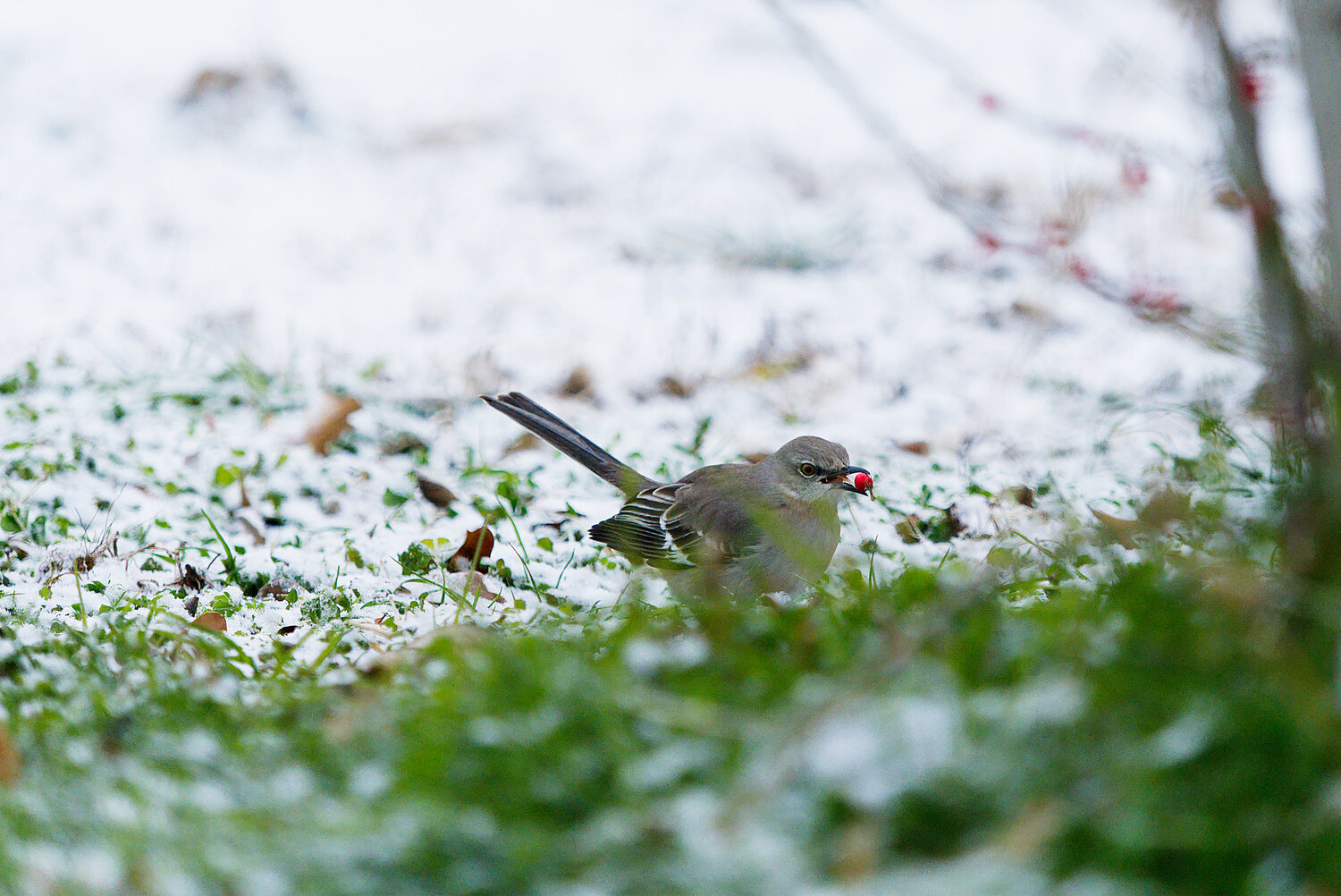 A mockingbird finds a tasty snack despite the recent cold temperatures.